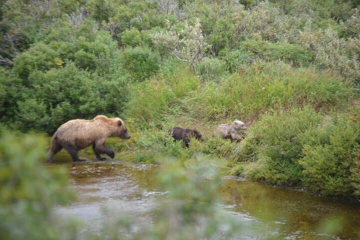 Katmai & Lake Clark Bear-Viewing Flight from Homer — Two-Park Wilderness Adventure photo 6