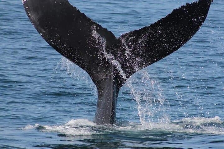 Whale Watching from Punta Cana to Samaná Bay and Cayo Levantado — Full-Day Catamaran Excursion photo 3