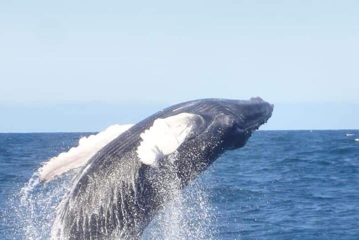 Whale Watching from Punta Cana to Samaná Bay and Cayo Levantado — Full-Day Catamaran Excursion photo 4
