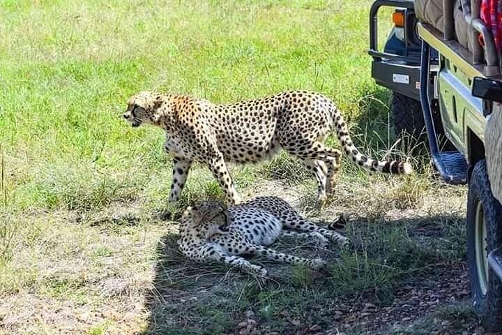 Two-Day Masai Mara Safari: Big Five, Wildebeest Migration & Optional Balloon Ride photo 2