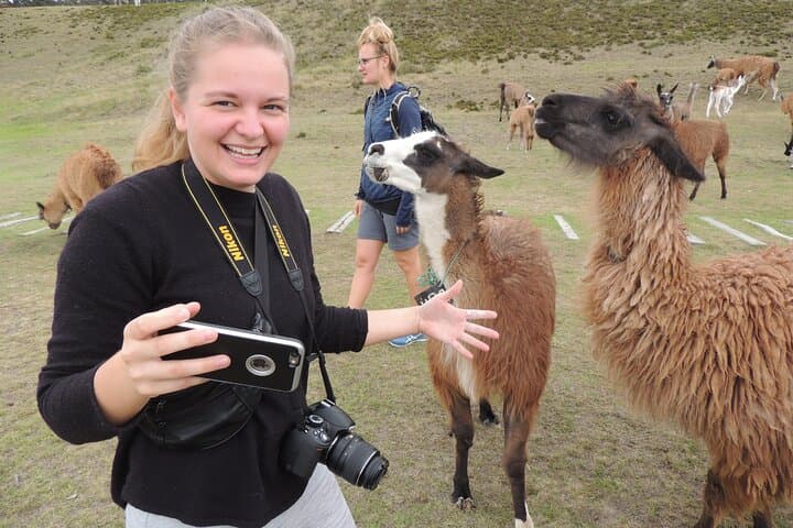 Cochasquí Pyramids & Quitsato Equator Day Tour from Quito — Llamas, Volcano Views and Rose Farms photo 3
