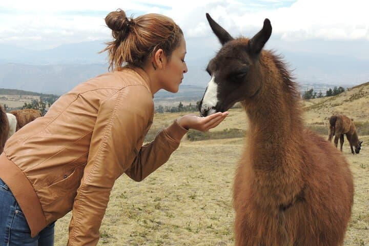 Cochasquí Pyramids & Quitsato Equator Day Tour from Quito — Llamas, Volcano Views and Rose Farms photo 5