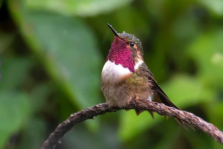 private-birdwatching-tour-costa-rica-monteverde-quetzal-photography photo 1