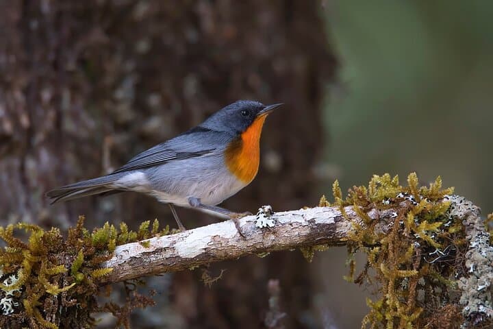 private-birdwatching-tour-costa-rica-monteverde-quetzal-photography photo 2