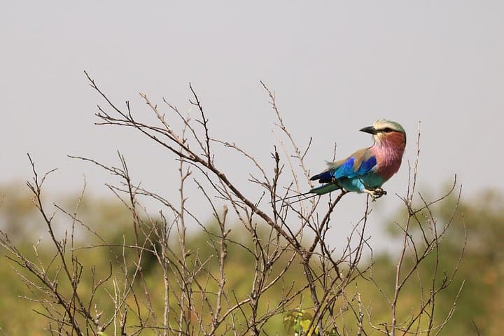 Tarangire National Park Day Safari from Arusha — 1-Day Wildlife Game Drive photo 3