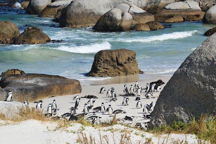 Sea Kayak and Cape Point Private Tour from Cape Town — Penguins, Lighthouse & Chapmans Peak photo 5