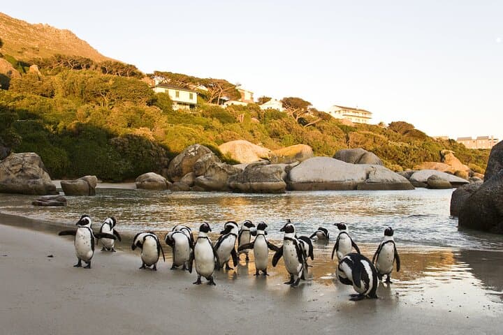 Cape Peninsula Private Day Tour: Table Mountain, Cape Point & Boulders Penguins photo 3