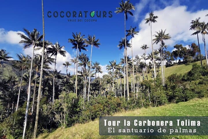 La Carbonera Wax Palm Sanctuary: Salento’s High-Andean Forest Tour photo 5