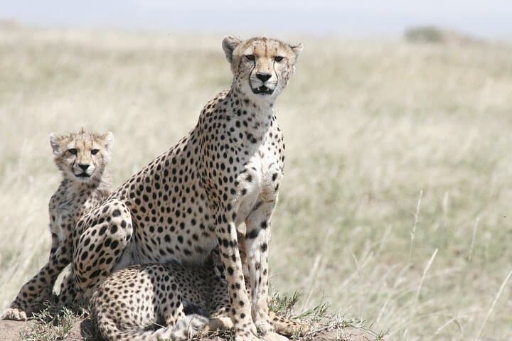 One-Day Ngorongoro Crater Safari from Arusha — Game Drive & Picnic Lunch photo 2