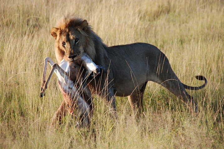 One-Day Ngorongoro Crater Safari from Arusha — Game Drive & Picnic Lunch photo 5