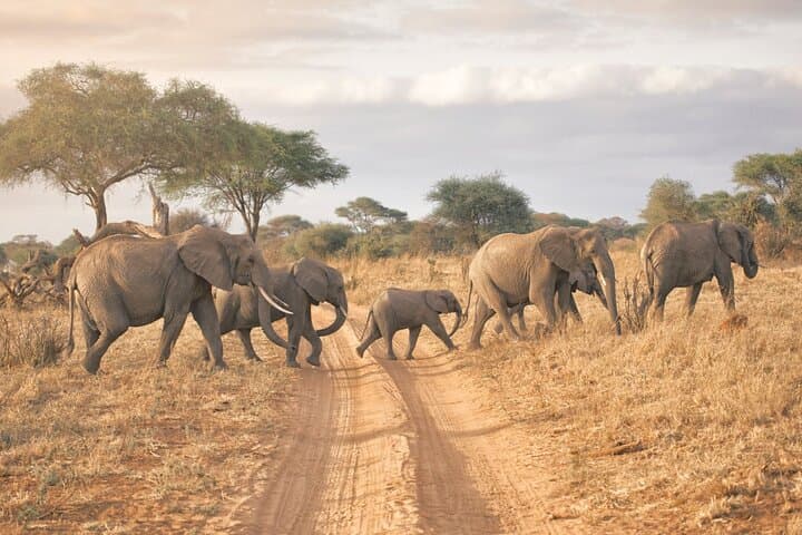 Northern Tanzania 6-Day Safari: Tarangire, Manyara, Serengeti & Ngorongoro