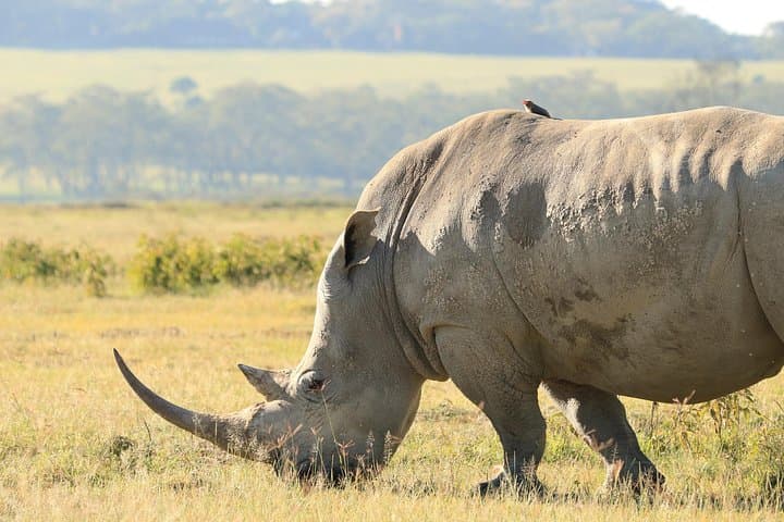 3-Day Serengeti and Ngorongoro Safari: Mid-Range Wildlife Adventure photo 2