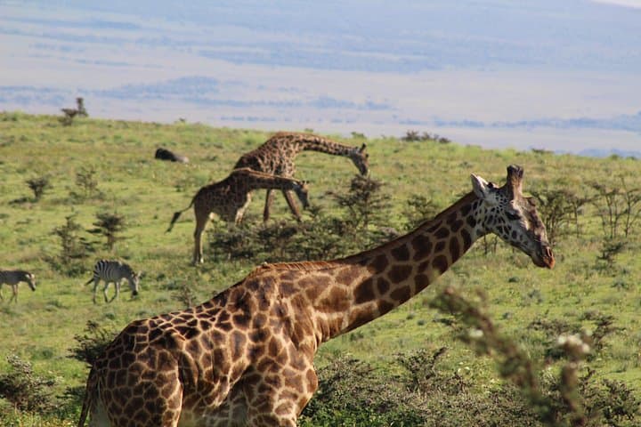 3-Day Serengeti and Ngorongoro Safari: Mid-Range Wildlife Adventure photo 1