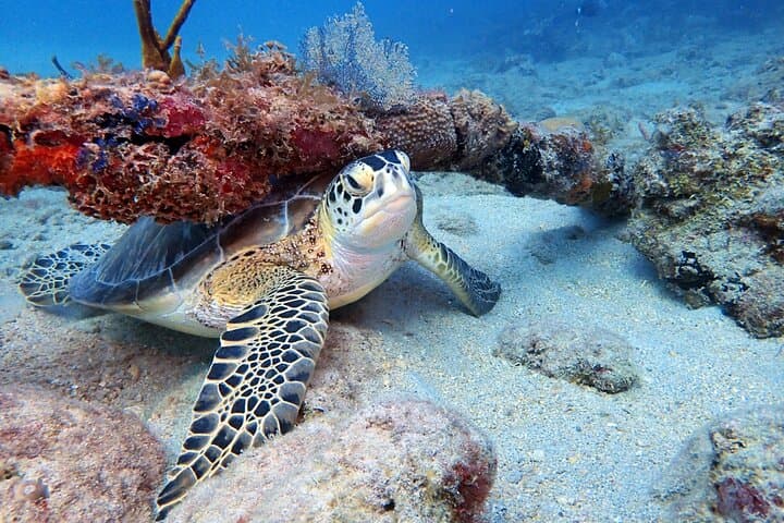 Private Half-Day Snorkeling Charter — Christmas Cove & Little St. James, St. Thomas photo 2