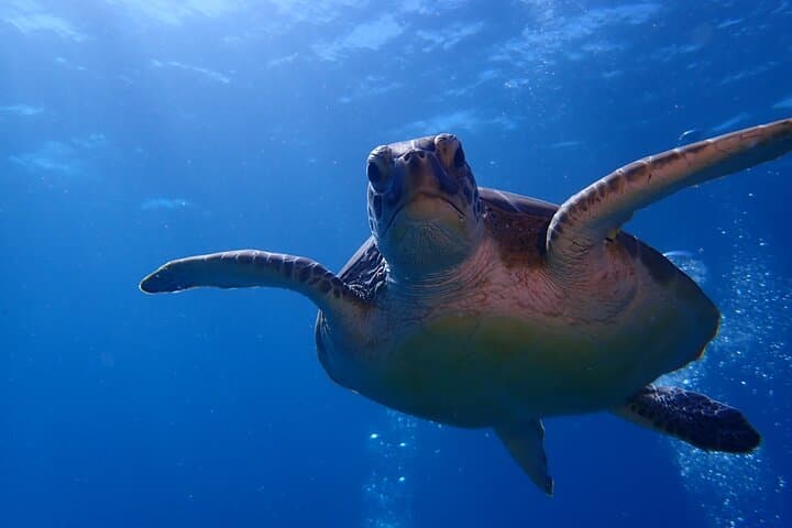Private Half-Day Snorkeling Charter — Christmas Cove & Little St. James, St. Thomas photo 6