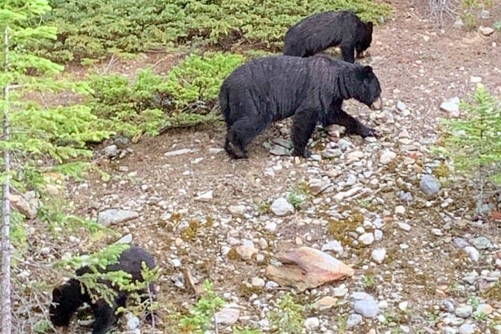 Banff to Lake Louise & Icefields Parkway: A Private Day Tour of Glacial Lakes and Lookouts photo 4