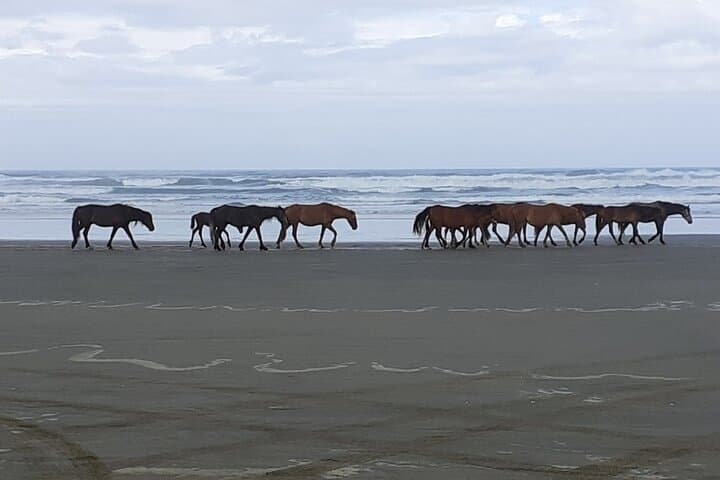 Cape Reinga & 90 Mile Beach: Full-Day Tour from Paihia to the Top of New Zealand photo 5