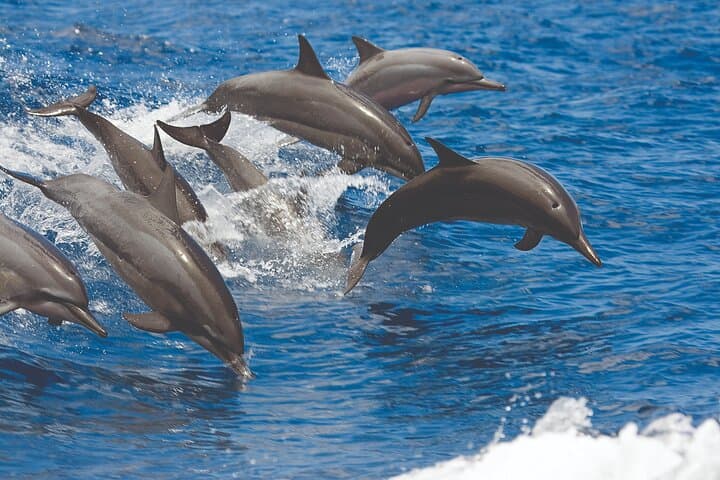Sailing and Snorkeling the Kona Coast: A Catamaran Adventure with Lunch photo 4