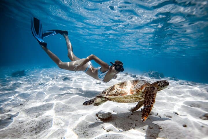 Private Turtle Snorkel Tour in Rarotonga — Guided Swim with Sea Turtles & Pro Photos photo 1