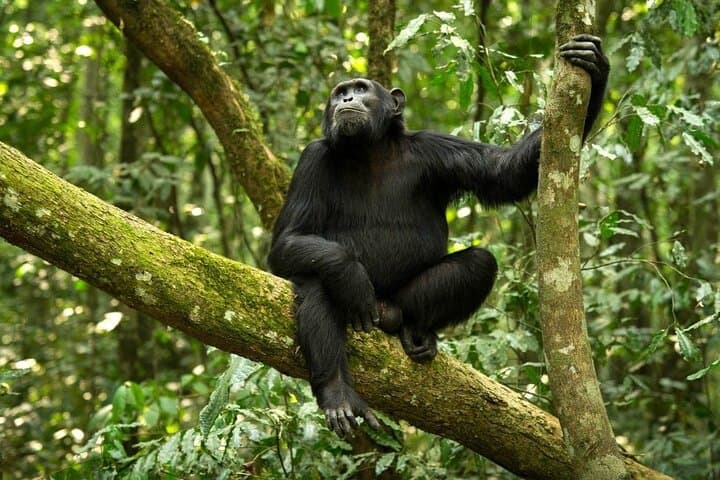 8-Day Katavi & Mahale Safari — Remote Big Game, Hippo Pools and Chimp Tracking in Western Tanzania