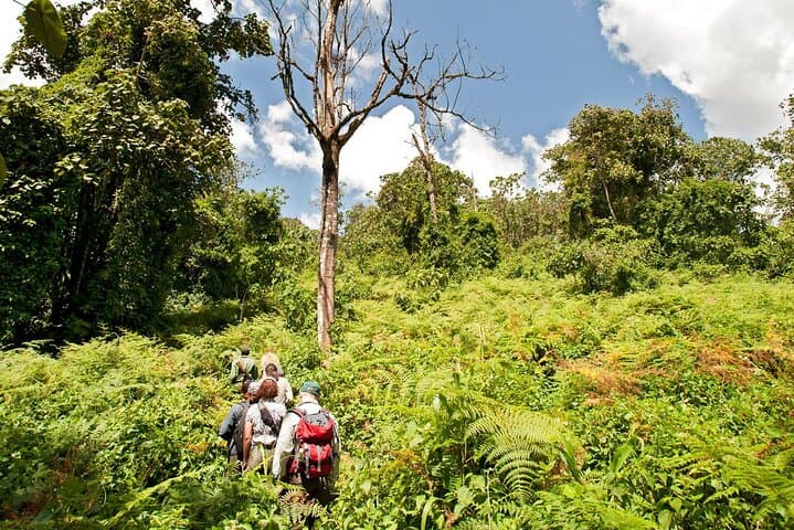 8-Day Katavi & Mahale Safari — Remote Big Game, Hippo Pools and Chimp Tracking in Western Tanzania photo 4