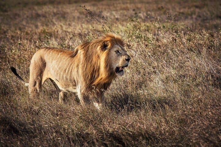 8-Day Katavi & Mahale Safari — Remote Big Game, Hippo Pools and Chimp Tracking in Western Tanzania photo 6