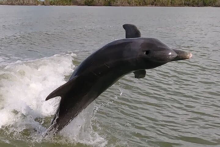 Exploring the Wild Everglades: A Small-Group Boating, Kayaking, and Walking Eco Adventure photo 4