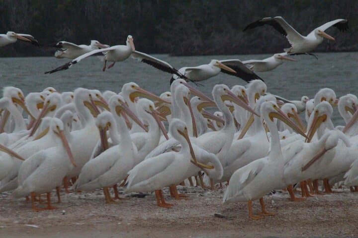 Explore Everglades National Park: Small Group Boating and Island Walk Adventure photo 3