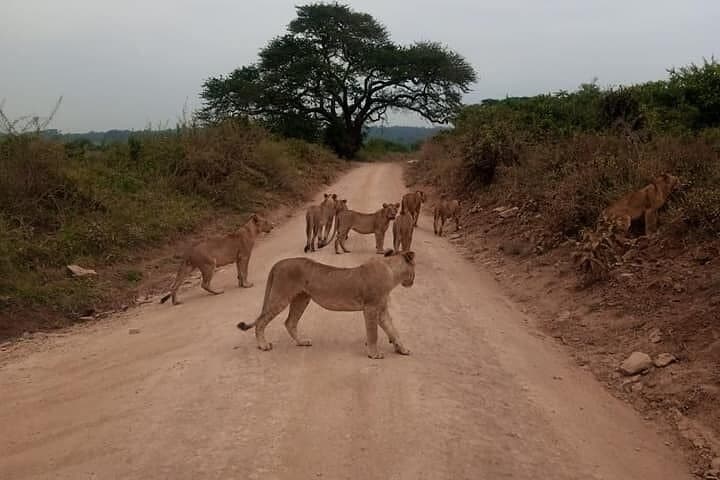Nairobi Airport Layover: Game Drive at Nairobi National Park photo 5