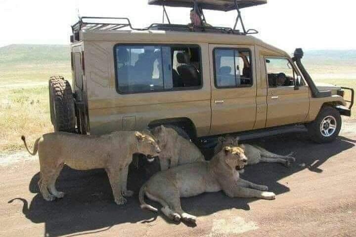 Nairobi Airport Layover: Game Drive at Nairobi National Park photo 6