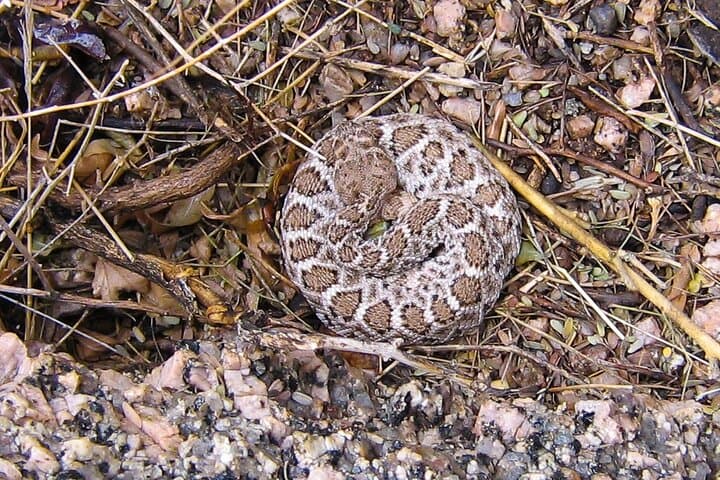 Reptile Hunting Adventure in Arizona's Sonoran Desert: Discover Gila Monsters and Rattlesnakes