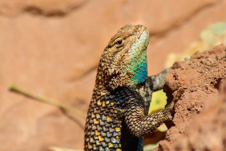 Reptile Hunting Adventure in Arizona's Sonoran Desert: Discover Gila Monsters and Rattlesnakes photo 2