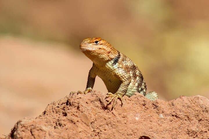Reptile Hunting Adventure in Arizona's Sonoran Desert: Discover Gila Monsters and Rattlesnakes photo 3