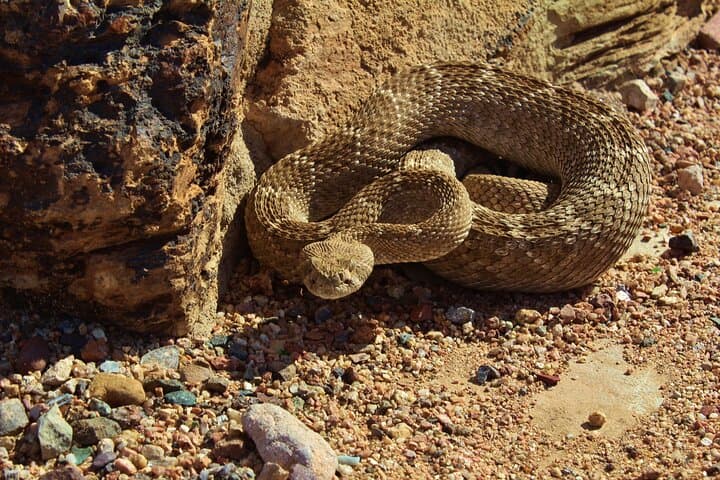 Reptile Hunting Adventure in Arizona's Sonoran Desert: Discover Gila Monsters and Rattlesnakes photo 4