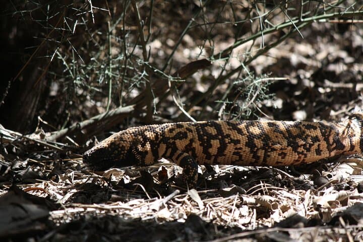Reptile Hunting Adventure in Arizona's Sonoran Desert: Discover Gila Monsters and Rattlesnakes photo 5
