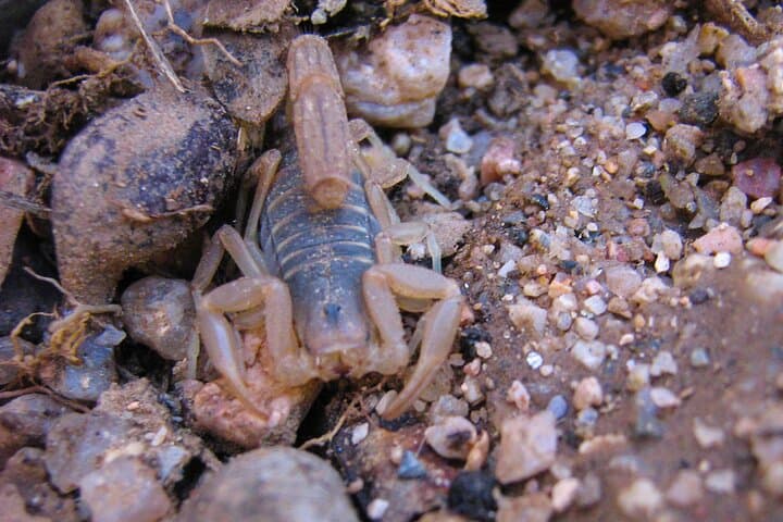 Reptile Hunting Adventure in Arizona's Sonoran Desert: Discover Gila Monsters and Rattlesnakes photo 6