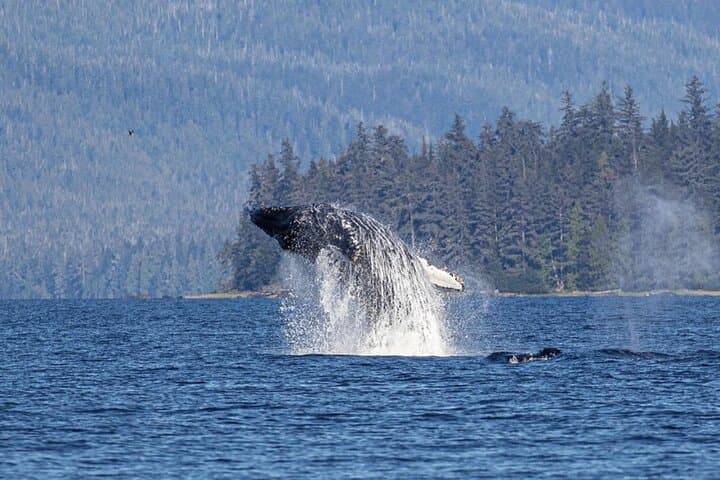 Ketchikan Whale Watching and Nature Tour — Revillagigedo Island Wildlife Cruise