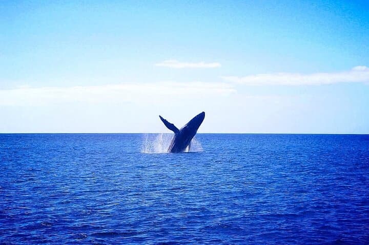 Waikīkī Whale Watching on the Moana Catamaran — Oahu Winter Cruise Guide photo 6
