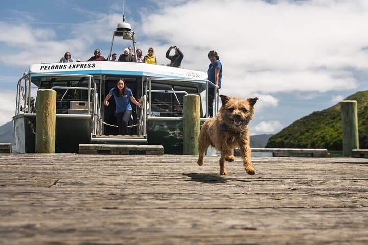 Marlborough Sounds Mail Boat: Full-Day Havelock Cruise to Remote Bays photo 4