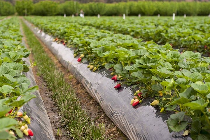 Melbourne Fruit-Picking Day Trip to Yarra Valley’s Blue Hills & Rayners Orchards photo 3