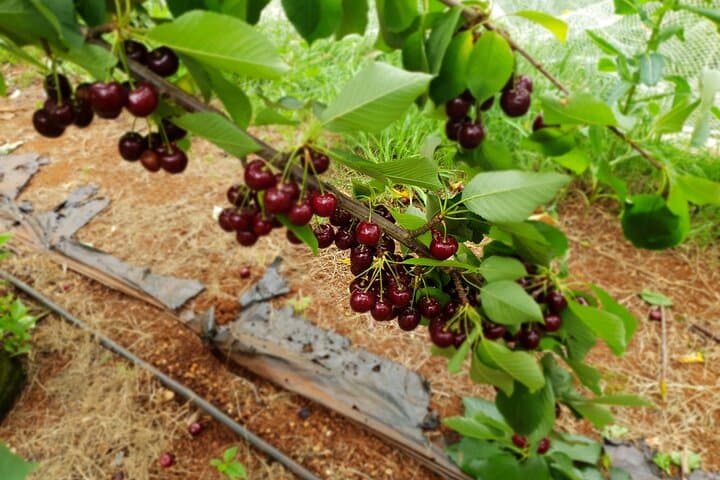 Melbourne Fruit-Picking Day Trip to Yarra Valley’s Blue Hills & Rayners Orchards photo 4