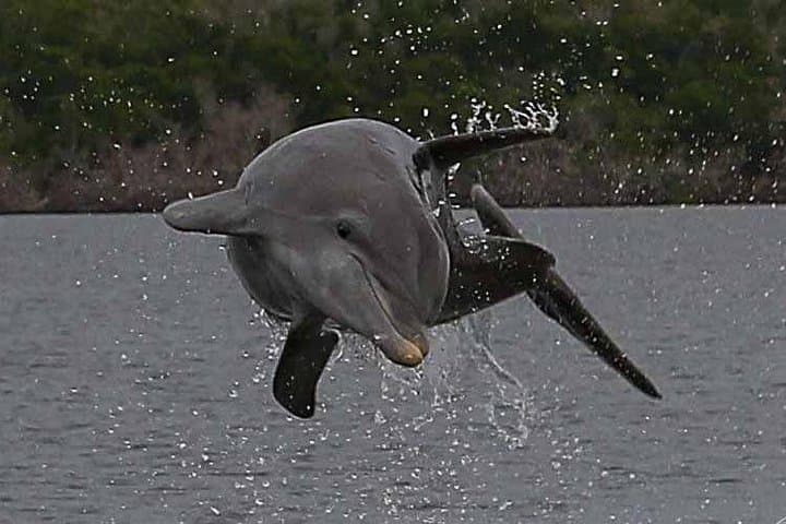 Private Everglades Photo and Birding Safari in the 10,000 Islands photo 2