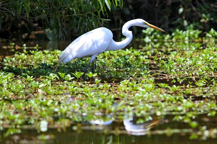 Half-Day Kayak Tour of Lake James: Naturalist-Led Paddle on North Carolina’s Clear Water photo 2