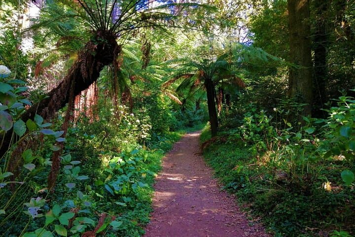 Bussaco Forest Half-Day Walking Tour from Coimbra photo 3