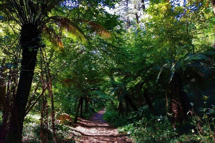 Bussaco Forest Half-Day Walking Tour from Coimbra photo 4