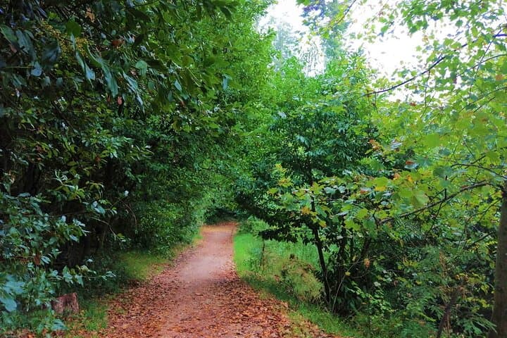 Bussaco Forest Half-Day Walking Tour from Coimbra photo 5