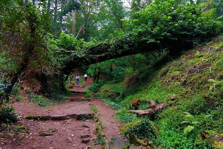 Bussaco Forest Half-Day Walking Tour from Coimbra