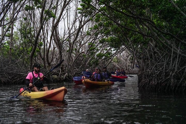 Fajardo Bio Bay Kayak Tour: Sunset Laguna Grande Bioluminescent Adventure photo 2