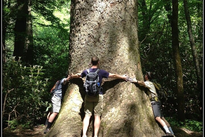 Ramsey Cascades Old-Growth Forest Hike — Strenuous Waterfall Day Trip from Gatlinburg photo 3