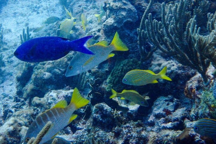 Snorkel at MUSA: Underwater Museum and Manchones Reef from Isla Mujeres photo 3